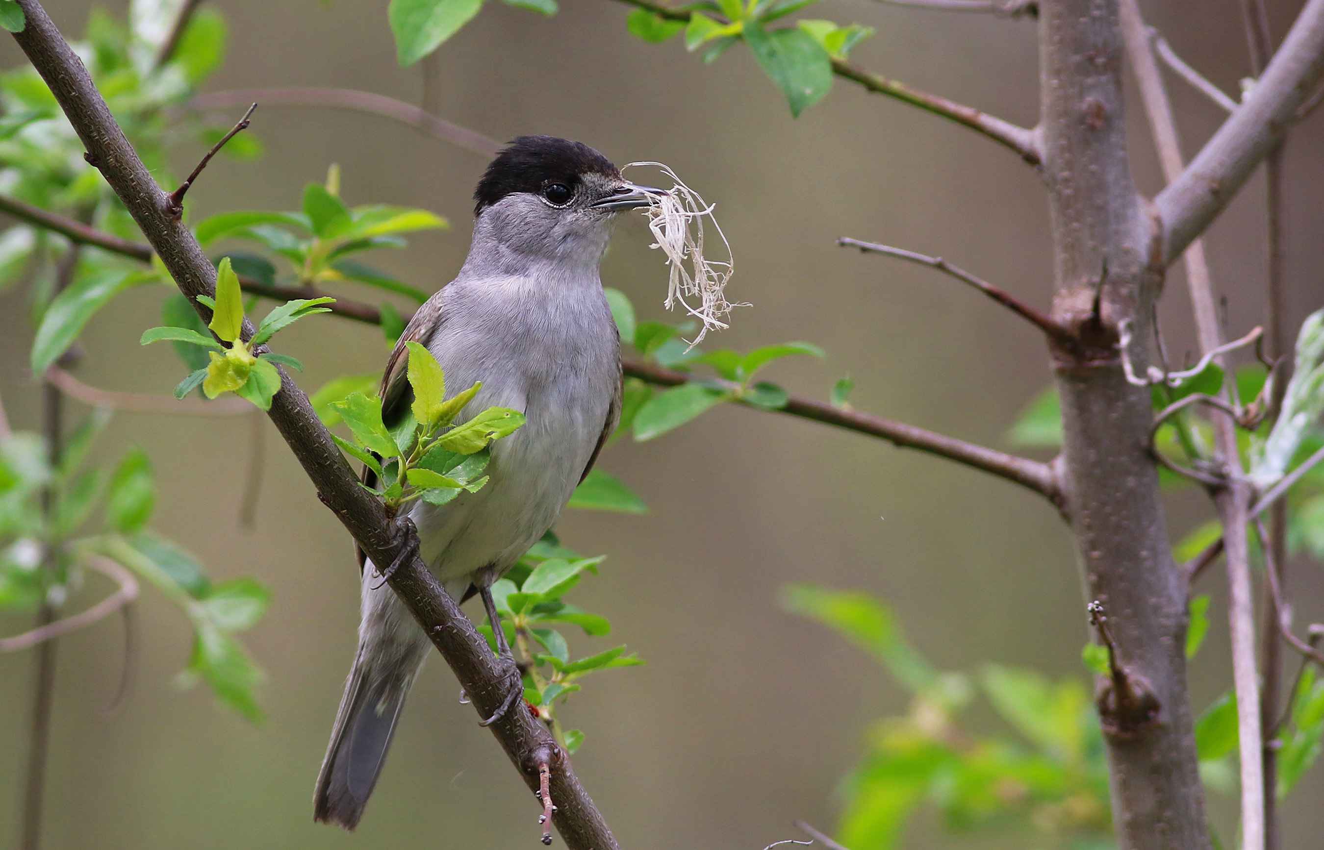 Eurasian Blackcap